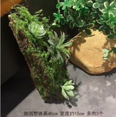 裝飾物樹皮多肉苔蘚